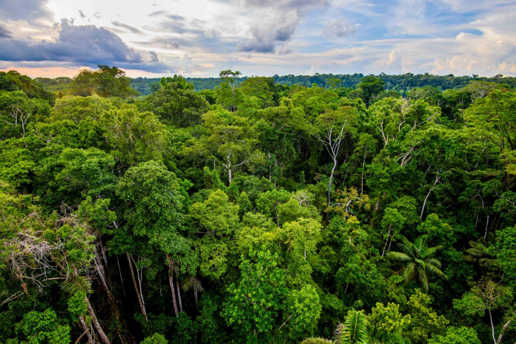 Tropischer Regenwald - Wilderness International Schutzgebiet