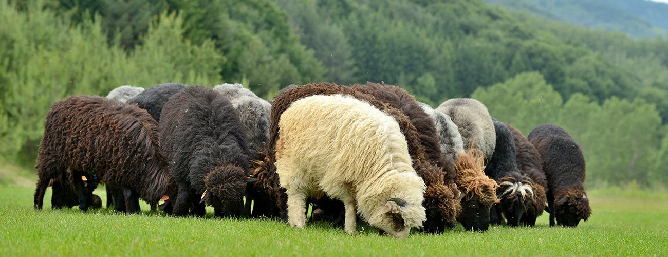 Soul Wool & Selected Yarns – Marken- und Produktmotiv 1