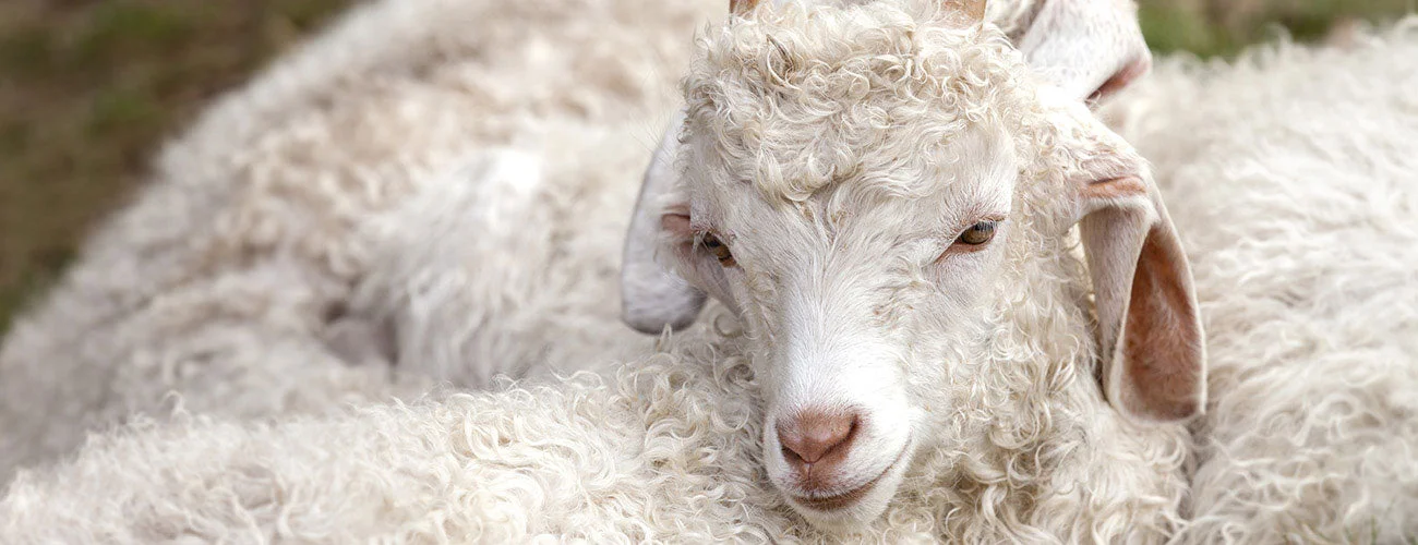 Soul Wool & Selected Yarns – Marken- und Produktmotiv 2