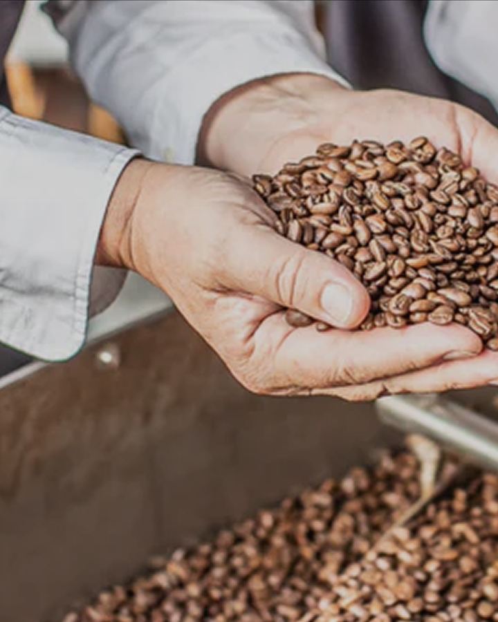 Hands holding freshly roasted coffee beans above the cooling drum