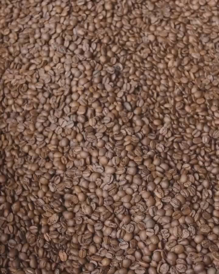 Frisch geröstete Kaffeebohnen werden im Kühlsieb der Blankroast-Rösterei umgewälzt