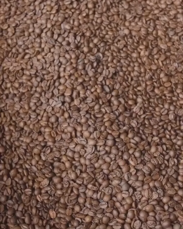 Freshly roasted coffee beans being stirred in the cooling tray at the Blankroast roastery