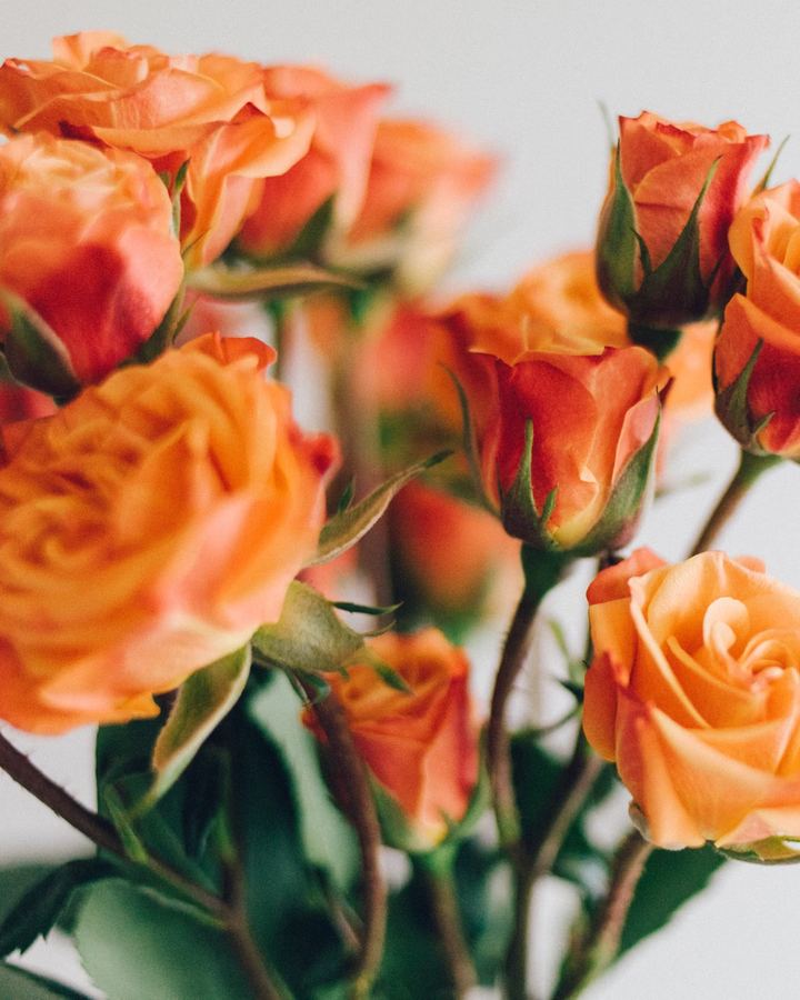 Bouquet of orange roses against a light background