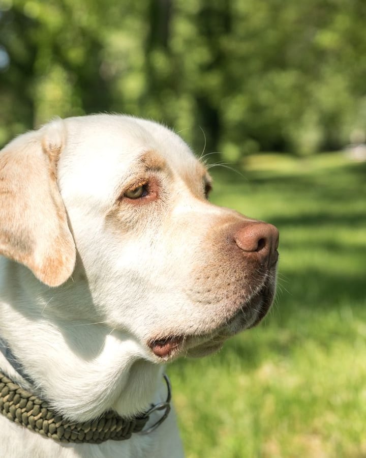 Heller Labrador mit geflochtenem Halsband blickt im Profil über eine sonnige Wiese