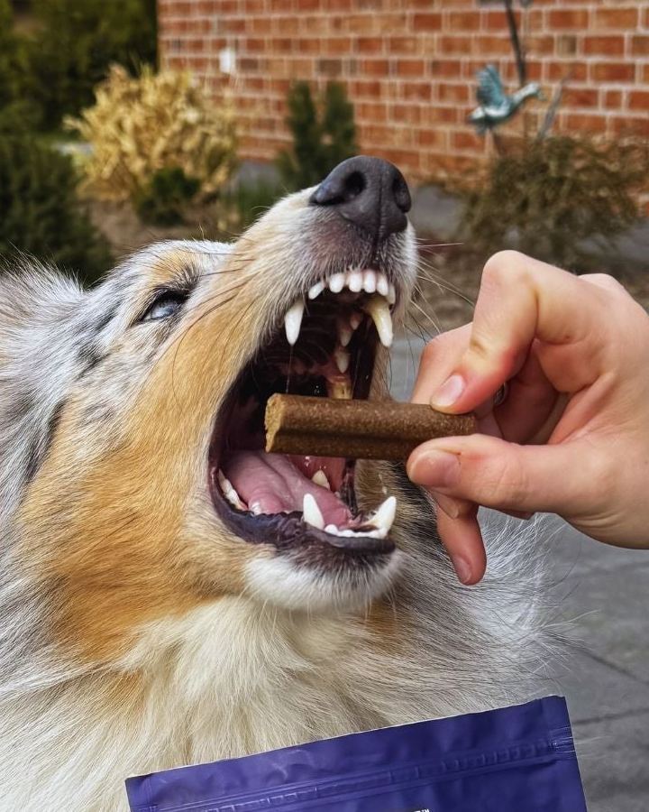 Hund schnappt im Garten nach einem Kaustick aus der Hand