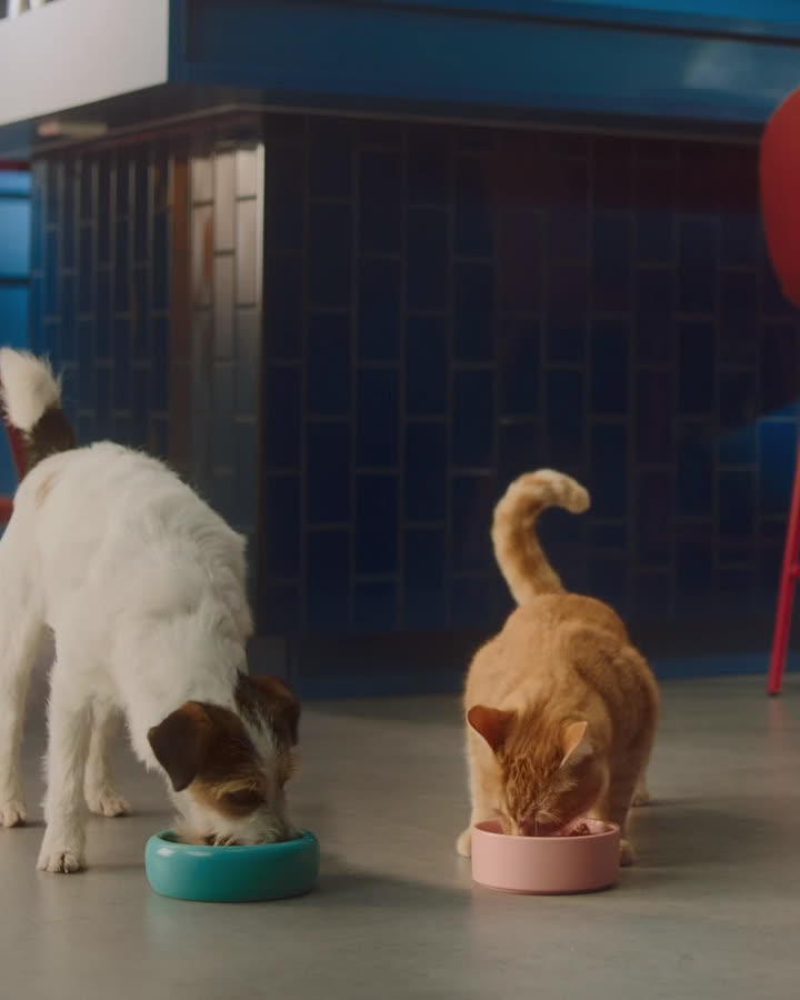 Hund und Katze laufen in einer blauen Küche zu ihren Näpfen und fressen nebeneinander